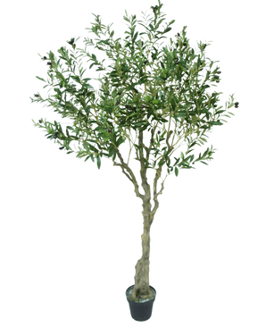 Det konstgjorda olivträdet 200 cm har en smal ljusbrun stam, många gröna blad och små mörka oliver på grenarna. Detta konstgjorda olivträd ser verklighetstrogen ut mot en vit bakgrund.