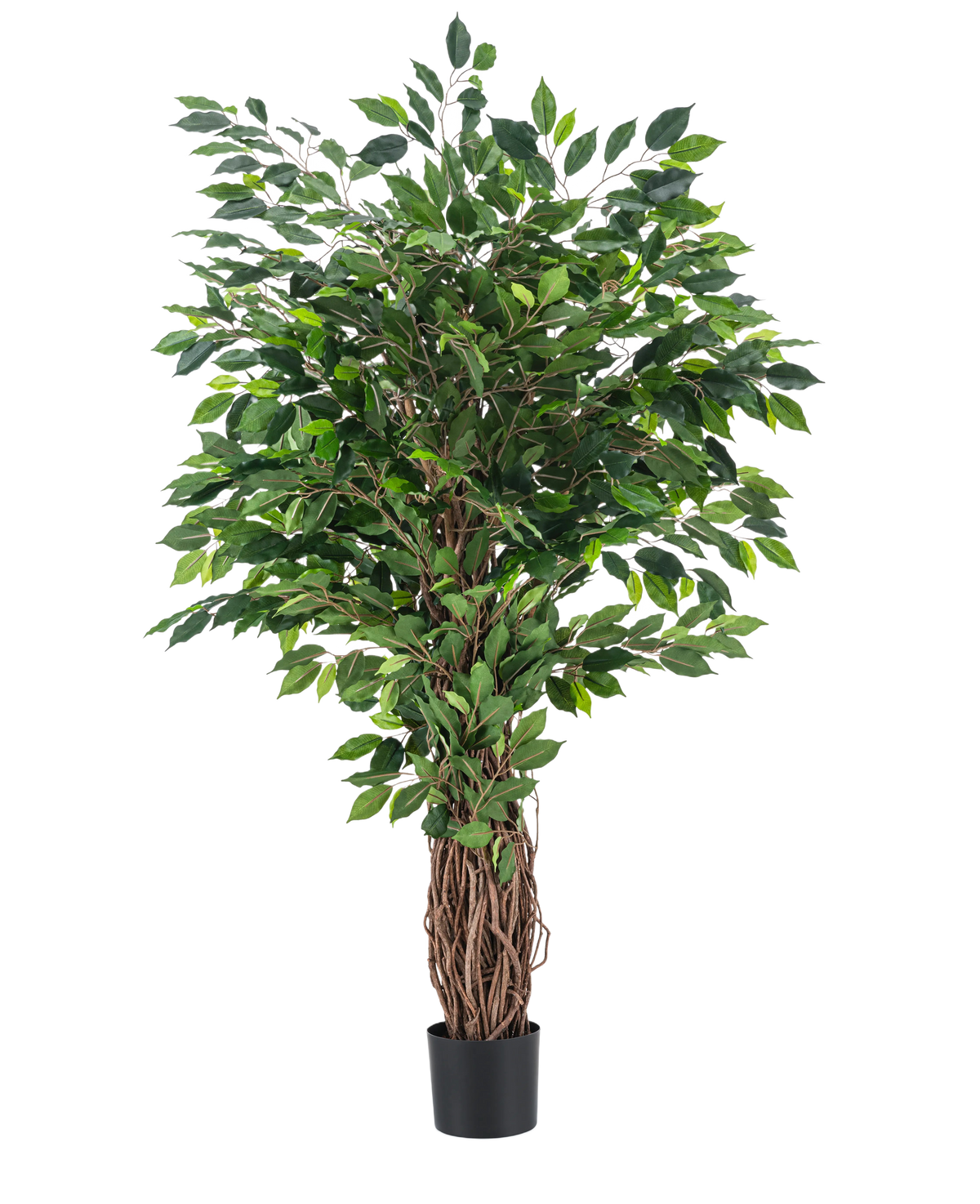 Den konstgjorda växten Ficus Tropical Liana 150 cm är ett högt konstgjort träd med en flätad stam och täta gröna löv, utställd i en liten svart kruka mot en vanlig vit bakgrund.