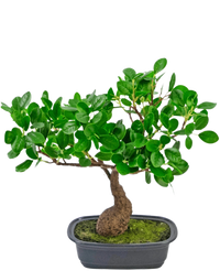 Konstgjord växt Bonsai Ficus 30 cm