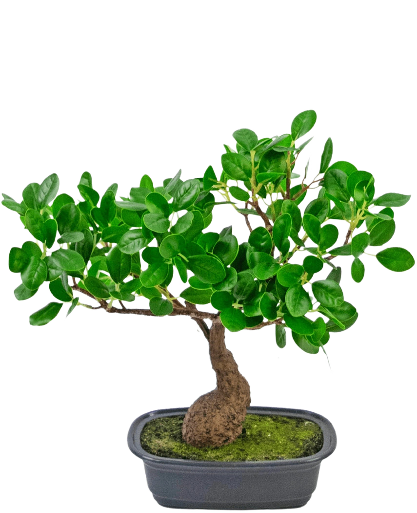 Den konstgjorda växten Bonsai Ficus 30 cm har en liten, böjd stam och täta glänsande gröna blad, i en grund svart kruka med mossa. Den är perfekt för alla rum och sticker ut vackert mot en vanlig vit bakgrund.
