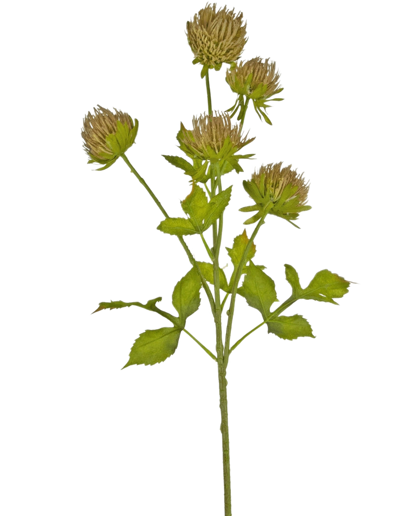 Den konstgjorda blomstertisteln 66 cm brun har en grön stjälk med flera förgrenade blad och sex bruna, striga blomhuvuden mot en vanlig vit bakgrund.