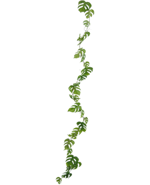 De Kunst slingerplant Monstera 182 cm is een lange, slingerende kunstliaan met groene bladeren met meerdere ovaalvormige gaten, geïsoleerd afgebeeld op een witte achtergrond.