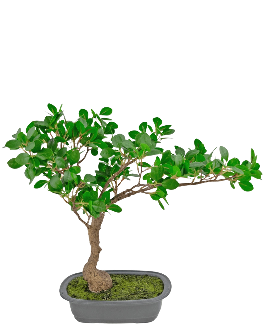 Den konstgjorda växten Bonsai Ficus 40 cm har en smal, böjd stam med täta gröna blad i en grund rektangulär kruka med mossa på toppen, mot en vit bakgrund.