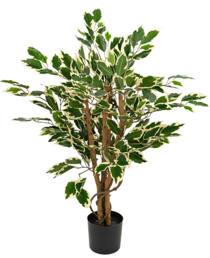 Konstgjord växt Ficus Grön/vit 90 cm med bruna stammar och gröna blad med vita kanter, visad mot en vanlig vit bakgrund.