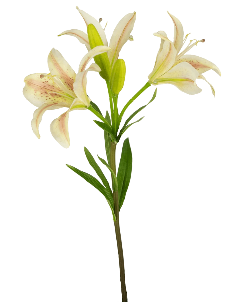 En enda konstgjord blomma asiatisk lilja 66 cm rosa med tre blommande rosa liljor och gröna blad, isolerad på en vit bakgrund.