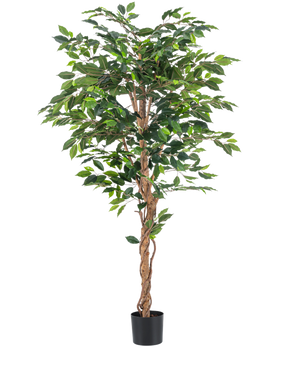 Den konstgjorda växten Ficus Green 180 cm har frodiga gröna blad och en vriden brun stjälk i en enkel svart kruka, mot en vit bakgrund - perfekt att kombinera med snygga dekorativa krukor.