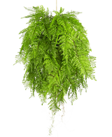 De Kunst hangplant Varen met wortels d80 cm met hangsysteem heeft lange, gevederde bladeren en dicht, weelderig gebladerte voor een levendige interieurdecoratie, en creëert een volle en ronde look wanneer hij tegen een willekeurige achtergrond wordt opgehangen.