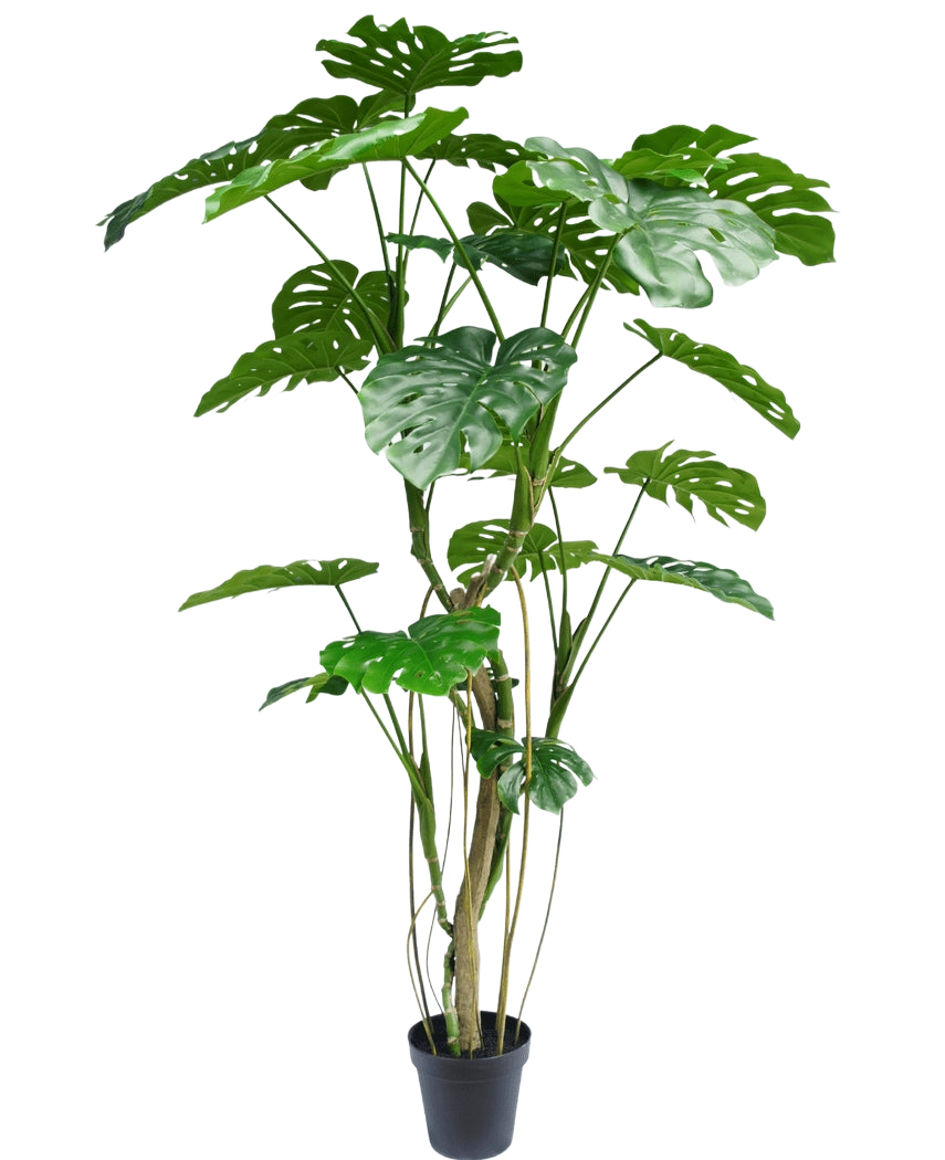 Den konstgjorda växten Monstera 210 cm är en hög krukväxt med flera långa stjälkar och stora, glänsande, kluvna gröna blad som liknar en riktig monstera. Visas här mot en vanlig vit bakgrund.