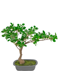 Konstgjord växt Bonsai Ficus 40 cm