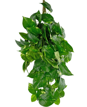 Artificiell hängande växt Golden Vine Deluxe 80 cm har livfulla gröna, hjärtformade löv som faller ner för att bilda en frodig bild mot en vanlig vit bakgrund.