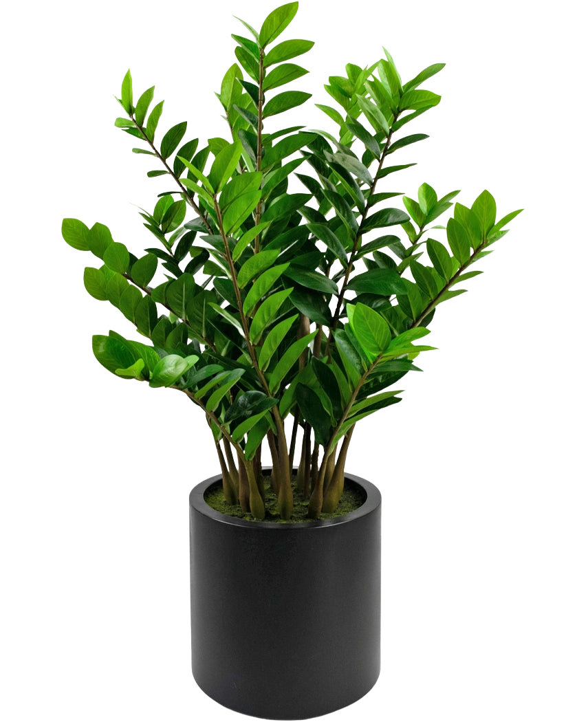 Den färdiga konstväxten Zamioculcas i svart kruka på 120 cm har glänsande gröna blad och står i en enkel, rund svart kruka mot vit bakgrund.