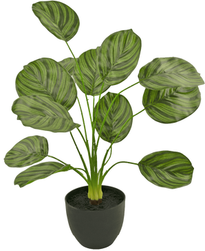 De Kunst Calathea 58 cm donker groen is een kunstplant met grote, ovale donkergroene gestreepte bladeren, weergegeven in een zwarte pot tegen een effen witte achtergrond.