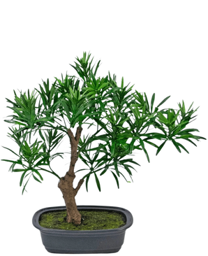 Den konstgjorda växten Bonsai Podocarpus 30 cm har en liten krukbonsai med en tjock brun stam och täta, smala gröna blad i en rektangulär grå kruka fylld med mossjord.