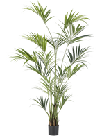 Den konstgjorda Kentia Palm 220 cm har långa, smala gröna blad och flera stammar, som ger frodig elegans till alla rum. Mot en vanlig vit bakgrund ger denna höga konstgjorda palm tropisk stil inomhus.