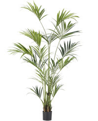 Konstgjord palm Kentia 220 cm