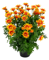 De Kunstplant Daisy UV 31 cm heeft levendige oranje en gele margrietachtige bloemen met weelderige, diep gelobde groene bladeren, allemaal in een potarrangement geïsoleerd op een witte achtergrond.
