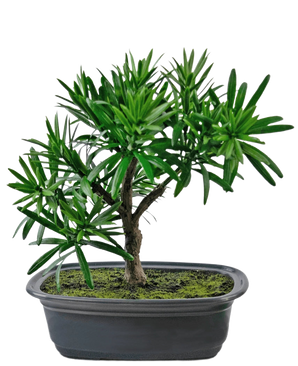 Konstgjorda växten Bonsai Podocarpus 20 cm har täta gröna blad och en smal stam i en grund oval svart kruka med mossjord, mot en vit bakgrund.