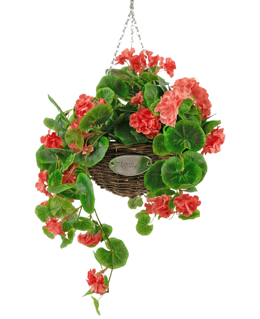Artificiell Begonia Pink in Basket UV 70cm är en hängande flätad korg med frodiga gröna blad och livfulla korallrosa begoniablommor, upphängd i en silverkedja mot en vit bakgrund.