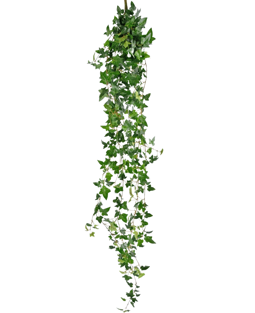 Den konstgjorda hängande växten Ivy Boston 180 cm grön har långa, hängande gröna stjälkar med spetsiga blad som faller ner mot en vanlig vit bakgrund.