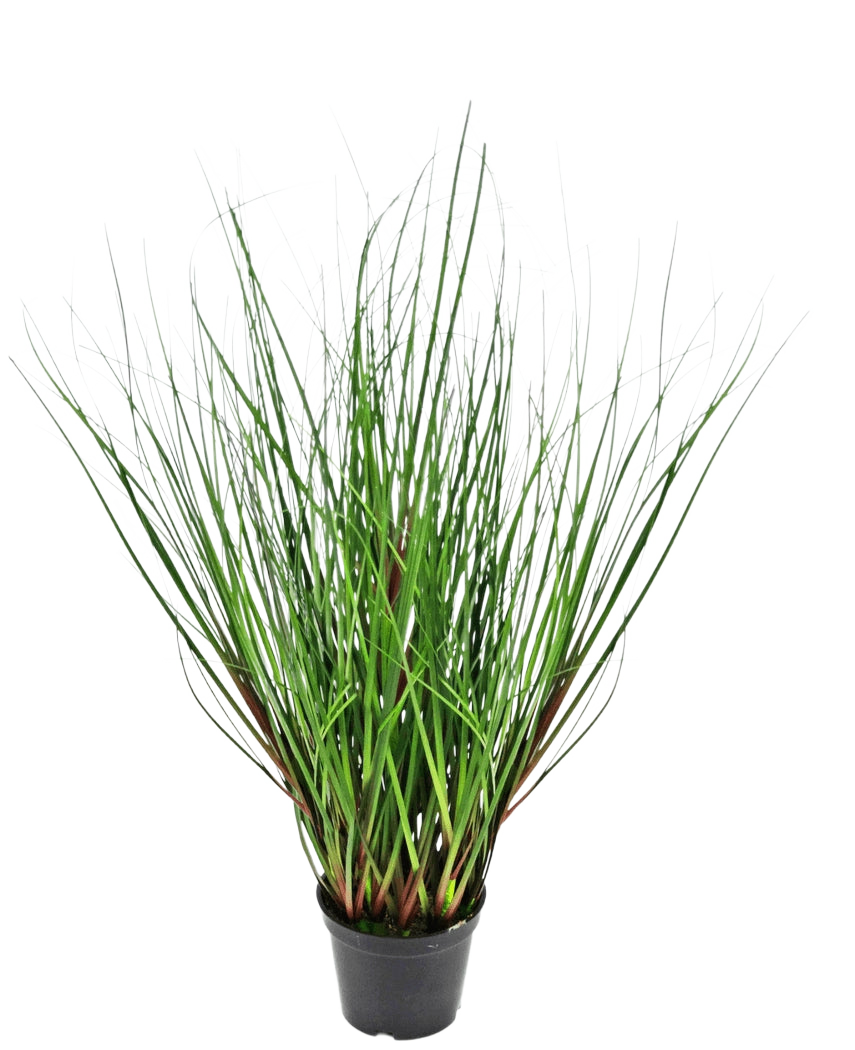 Konstgräsplantan Lök 50 cm brandskyddsmedel har långa, tunna, gröna gräsliknande blad som växer upprätt och kröker sig utåt från mitten, presenterade i en svart plastkruka mot en vit bakgrund.