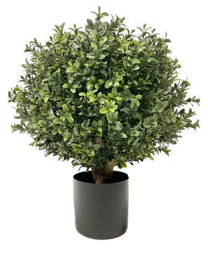 Artificiell Buxus på stam UV d30 cm är en rund, buskig grön växt med täta, glänsande blad i en vanlig svart cylindrisk kruka, avbildad mot en vit bakgrund.