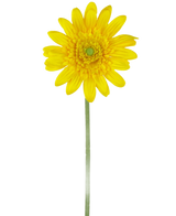 Den konstgjorda blomman Gerbera 53 cm gul är en enda gul konstgjord tusensköna med ett grönt hjärta och en lång grön stjälk, mot en vanlig vit bakgrund.