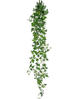 Den konstgjorda hängande växten Ivy Boston 180 cm grön har långa, hängande gröna stjälkar med spetsiga blad som faller ner mot en vanlig vit bakgrund.