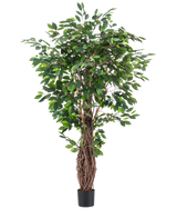 Den konstgjorda växten Ficus Tropical Liana 180 cm har täta gröna blad och flera sammanflätade bruna stjälkar i en liten svart kruka, vilket gör den till en slående accent för alla rum mot en vanlig vit bakgrund.