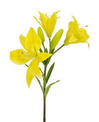 Konstgjord blomma Asiatisk lilja 66 cm gul