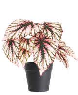 Artificiell Begonia i kruklila UV 25 cm har stora, hjärtformade blad med rosa, gröna och krämfärgade färger och levereras i en liten svart kruka mot en vanlig vit bakgrund.