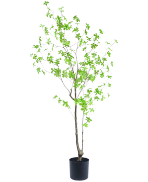 Den konstgjorda växten Enkianthus 150 cm är en hög krukväxt med tunna grenar och små ljusgröna blad mot en vanlig vit bakgrund.