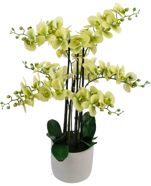 De Kunst Orchidee Real Touch 81 cm groen heeft lichtgroene orchideeënbloemen met donkergroene bladeren in een lichtgrijze pot, tegen een witte achtergrond.