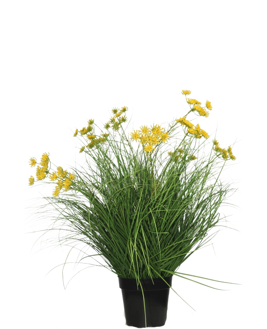 Konstgräsväxten Asteraceae 70 cm brandskyddsmedel har långa, tunna gröna blad och klasar av små gula blommor i en svart kruka, som är en konstgräsplanta med lågt underhåll mot en vanlig vit bakgrund.