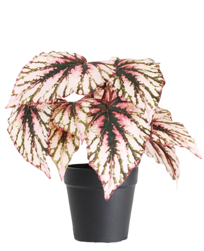 Artificiell Begonia i kruklila UV 25 cm har stora, hjärtformade blad med rosa, gröna och krämfärgade färger och levereras i en liten svart kruka mot en vanlig vit bakgrund.