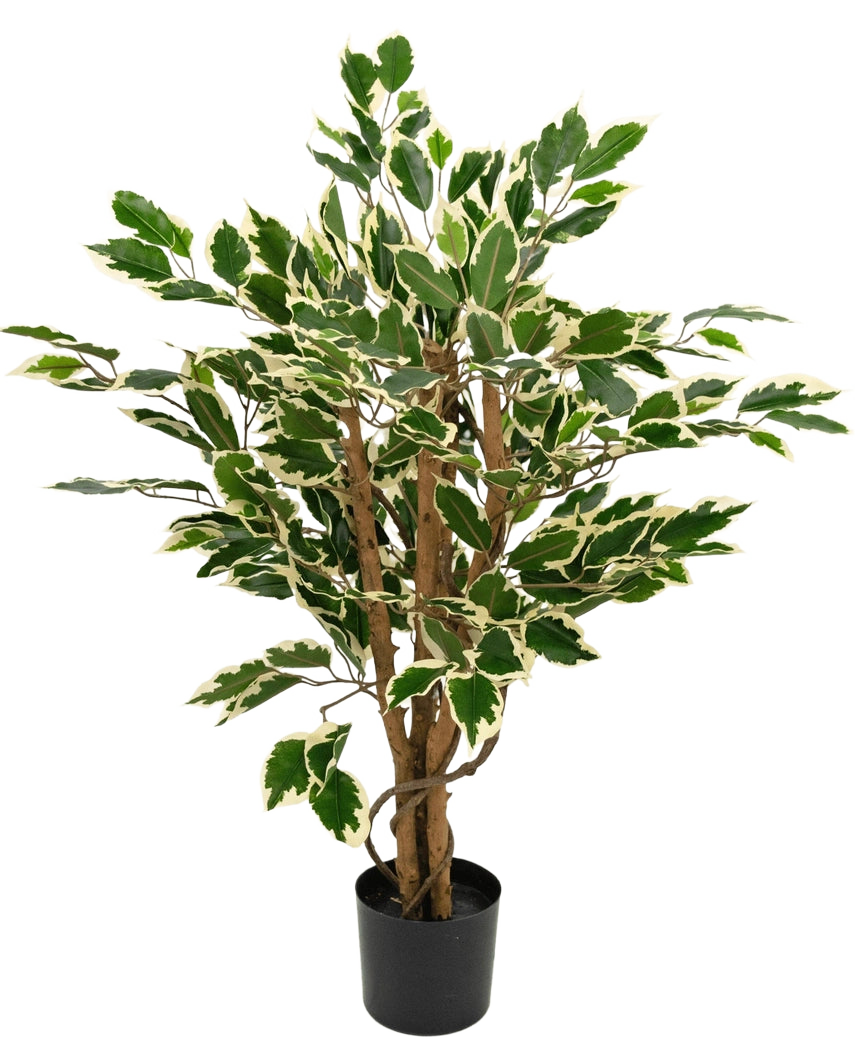 Konstgjord växt Ficus Grön/vit 90 cm med bruna stammar och gröna blad med vita kanter, visad mot en vanlig vit bakgrund.