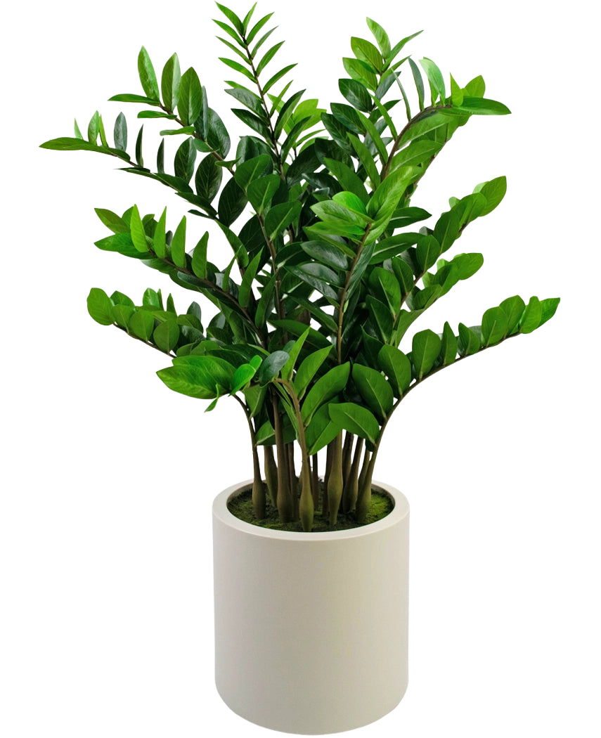 Den färdiga konstgjorda växten Zamioculcas, 120 cm hög med glänsande gröna blad, står upprätt i en enkel beige kruka mot en vanlig vit bakgrund.
