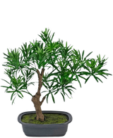 Den konstgjorda växten Bonsai Podocarpus 30 cm har en liten krukbonsai med en tjock brun stam och täta, smala gröna blad i en rektangulär grå kruka fylld med mossjord.