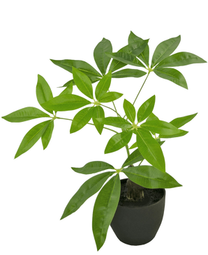 Artificiell Pachira 30 cm är ett konstgjort pengaträd i en kruka med flera stammar och glänsande gröna blad i en svart kruka, mot en vanlig vit bakgrund.
