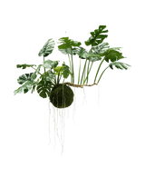 Den konstgjorda hängande växten Monstera Deluxe 80 cm, med frodigt gröna blad och långa synliga rötter, hänger mot en vit bakgrund och ger omedelbart din inredning en tropisk look.