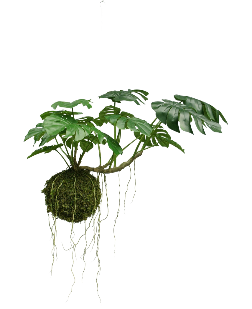 Den konstgjorda hängväxten Monstera Deluxe 60 cm har stora gröna blad och långa rötter som hänger från en mosskula, vilket skapar en tropisk atmosfär mot en vit bakgrund.