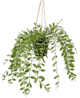 De Kunst hangplant Pumila in pot 30 cm heeft groene ranken met ovale bladeren, hangend aan drie touwtjes tegen een effen witte achtergrond.