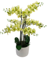De Kunst Orchidee Real Touch 81 cm groen heeft een witte pot gevuld met lange stelen groene orchideeënbloemen, geaccentueerd door groene bladeren en knoppen voor een weelderig, decoratief arrangement.