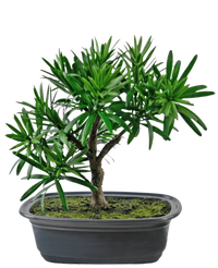 Konstgjord växt Bonsai Podocarpus 20 cm