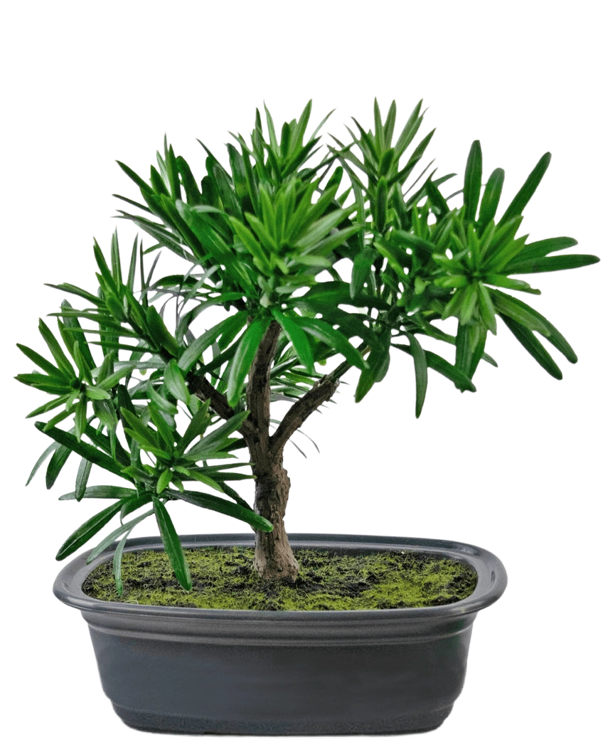Konstgjorda växten Bonsai Podocarpus 20 cm har täta gröna blad och en smal stam i en grund oval svart kruka med mossjord, mot en vit bakgrund.