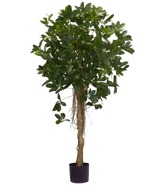 De Kunstplant Schefflera klein blad 150 cm is een kamerplant in pot met een hoge, slanke stam met dichte trossen kleine groene bladeren aan de bovenkant, enkele wortels zichtbaar boven de zwarte pot, tegen een effen witte achtergrond.