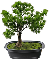 Den konstgjorda växten Bonsai Juniper 20 cm har täta, taggiga gröna blad i en rektangulär svart kruka med mossa, mot en vanlig vit bakgrund.
