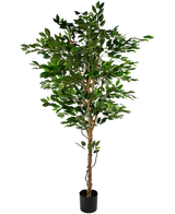 Den konstgjorda växten Ficus Green 210 cm är ett högt konstgjort träd med gröna löv och flera smala bruna stammar, i en kompakt svart kruka på en vanlig vit bakgrund.