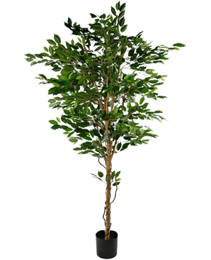 Den konstgjorda växten Ficus Green 210 cm är ett högt konstgjort träd med gröna löv och flera smala bruna stammar, i en kompakt svart kruka på en vanlig vit bakgrund.