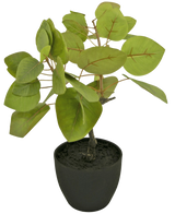 De Kunst Tropica Ficus 12 cm heeft grote, ovale groene bladeren met zichtbare nerven, geplant in donkere aarde in een eenvoudige zwarte pot, tegen een effen witte achtergrond.