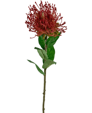 Den konstgjorda blomman Protea 73 cm röd har en enda röd nålkudde protea med taggiga kronblad och gröna blad på en lång, tunn stjälk, mot en vit bakgrund.